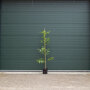 1 - 3 cm stamomtrek - 180 tot 200 centimeter totaalhoogte